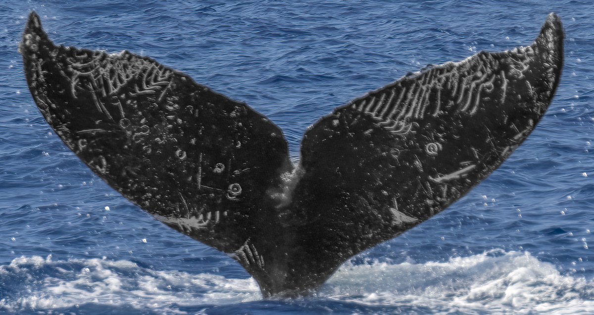 Fluke of Wavy Gravy