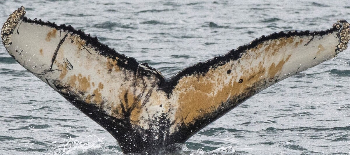 Fluke of Rooster (Westfjords)