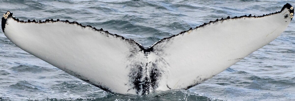 Fluke of HW-MN0103785