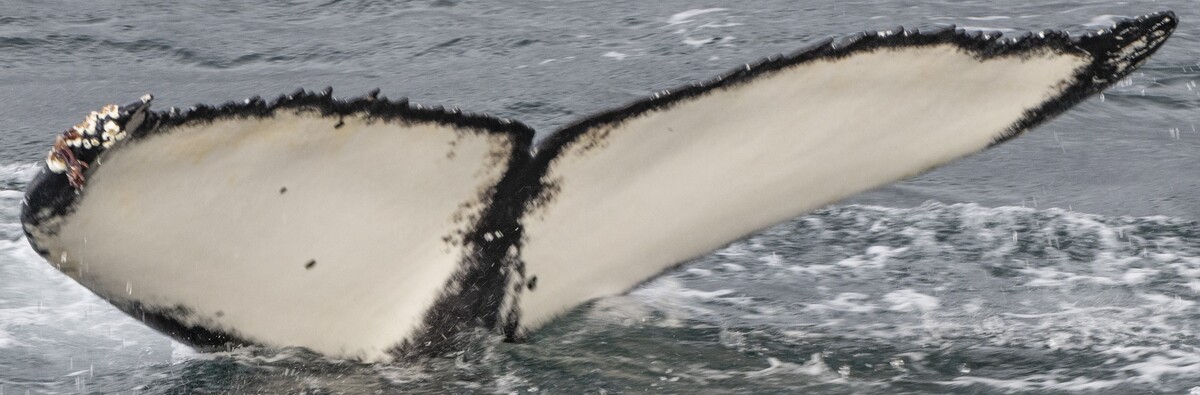 Fluke of Hades (Husavik)