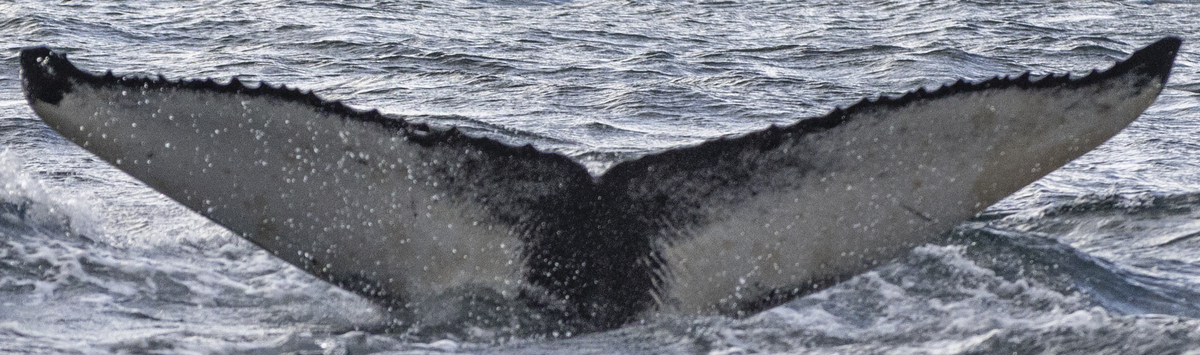 Fluke of Kajaraven (Husavik)