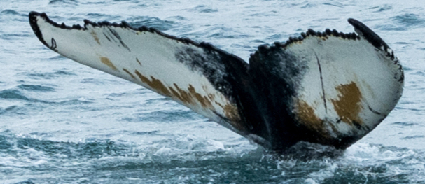 Fluke of HW-MN0103809