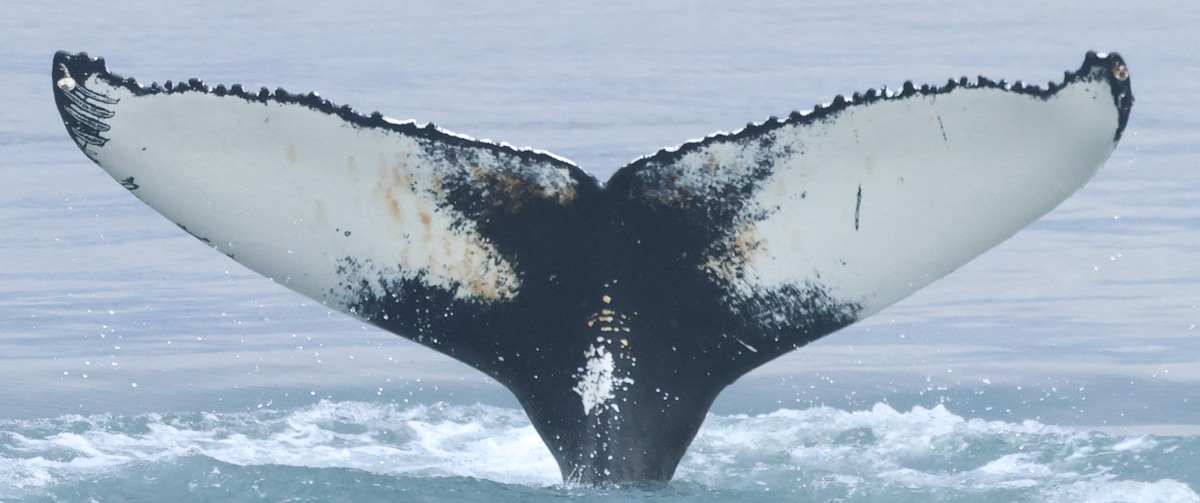 Fluke of Bultrug (Husavik)