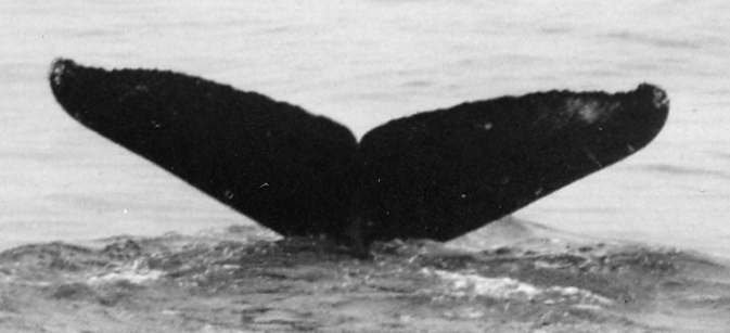 Fluke of Dipper
