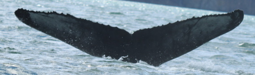 Fluke of Venus (Husavik)