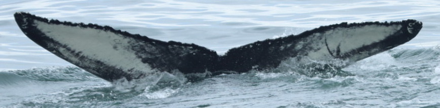 Fluke of Impala (Westfjords) aka Will (Husavik)