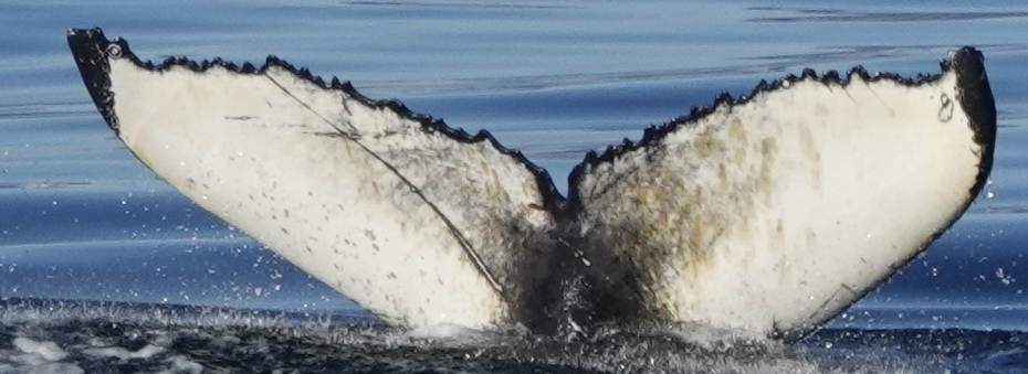 Fluke of Polini (Husavik)