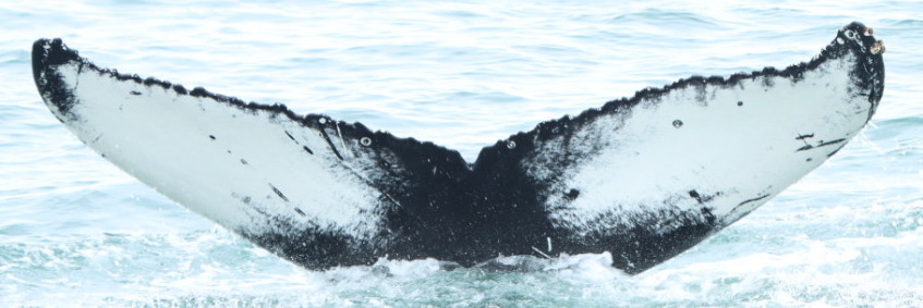Fluke of HW-MN0103821