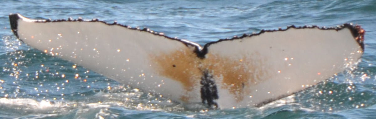 Fluke of Birthday (Husavik)
