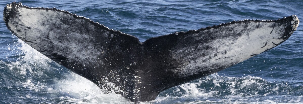 Fluke of HW-MN0103829