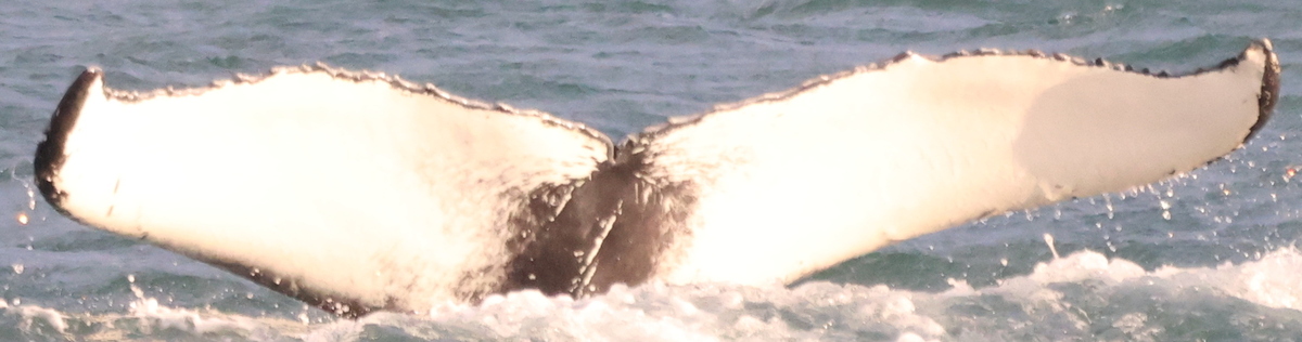 Fluke of Finn (Husavik)