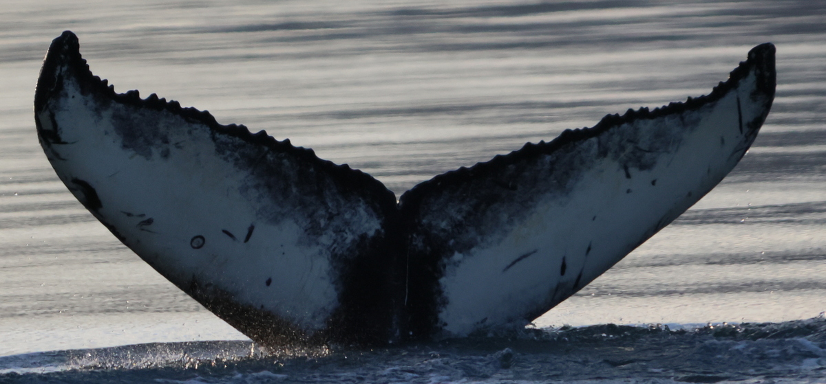 Fluke of Petra (Husavik)