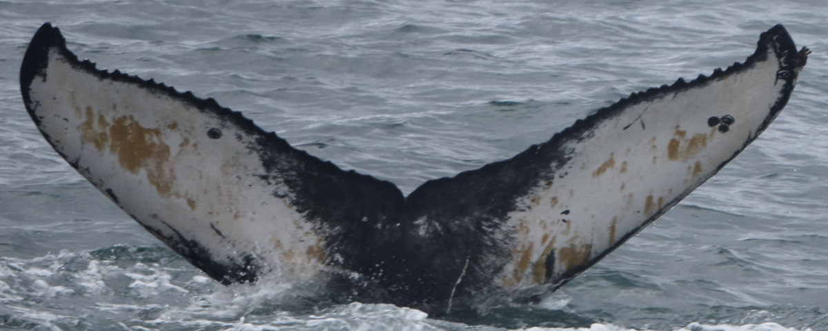 Fluke of Minnie (Husavik)