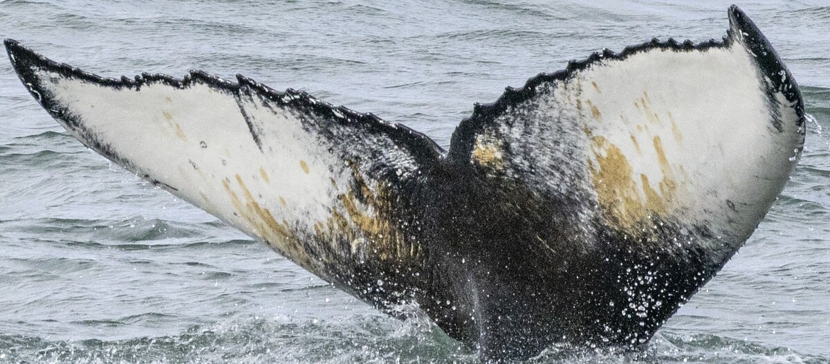 Fluke of Chiarina (Husavik)