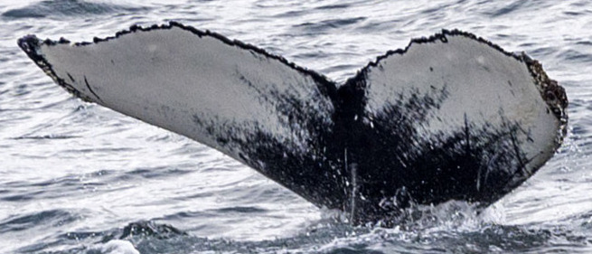 Fluke of Moth (Westfjords) aka Becciona (Husavik)