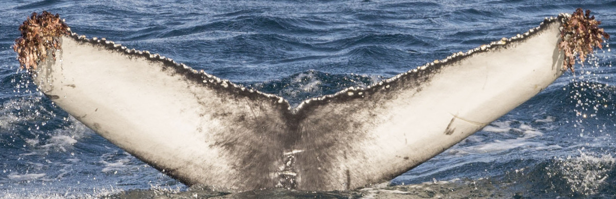 Fluke of HW-MN0103837
