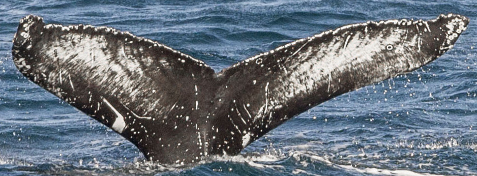 Fluke of Tiger (Westfjords)