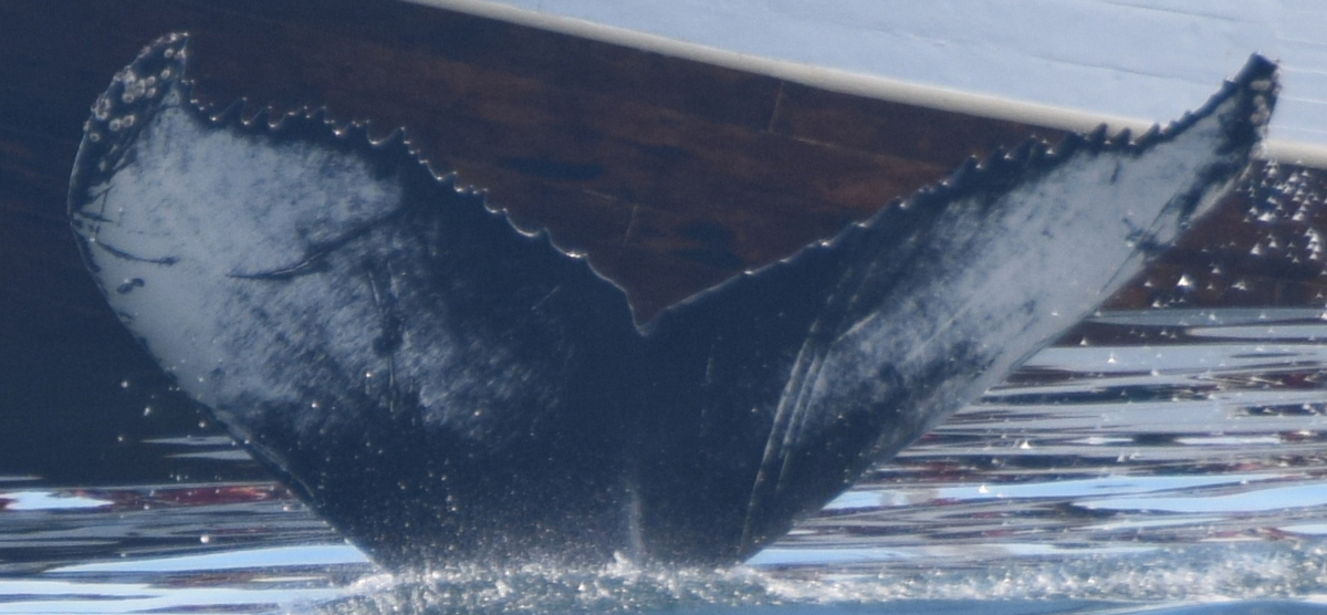 Fluke of Tunna (Husavik)
