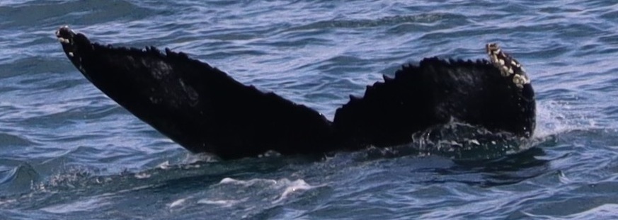 Fluke of HW-MN0103843