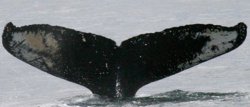 Fluke of Pyramid (Gulf of Alaska)
