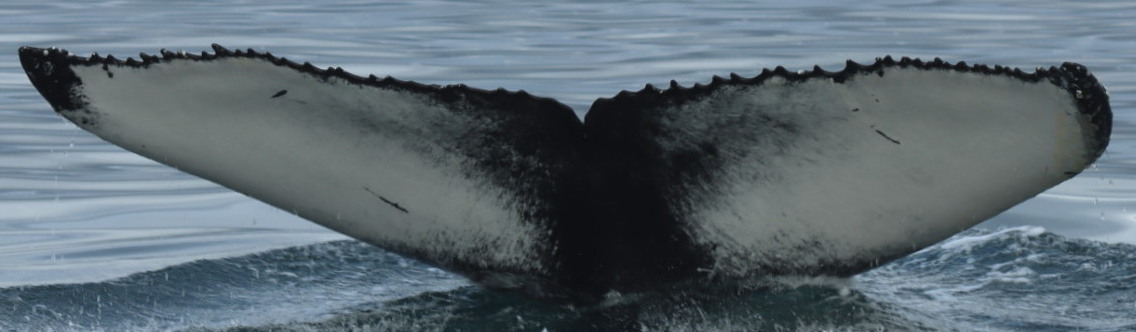 Fluke of Jasper (Husavik)