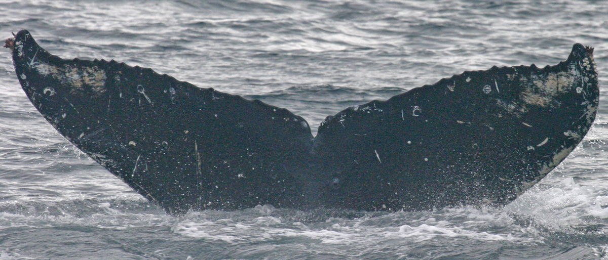 Fluke of Knik