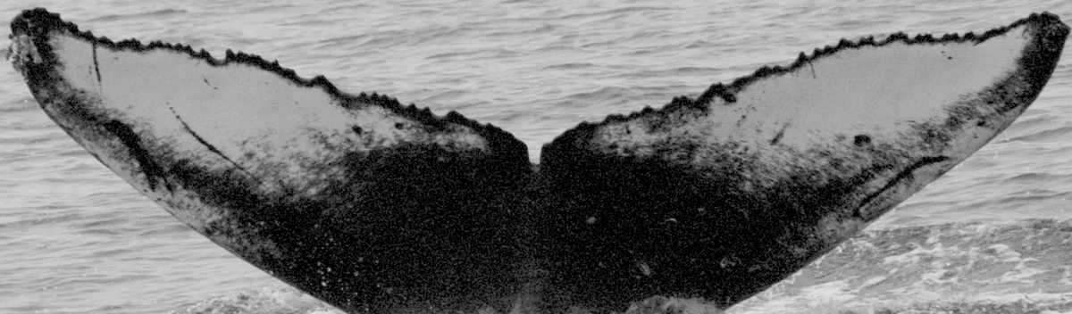 Fluke of HW-MN0410345