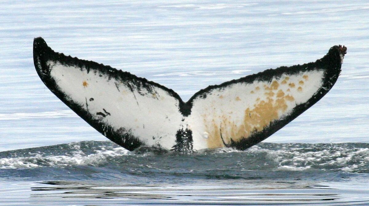 Fluke of Verga