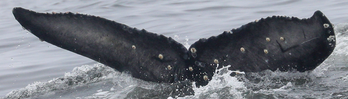 Fluke of 2023-2024 calf of CRC-20469
