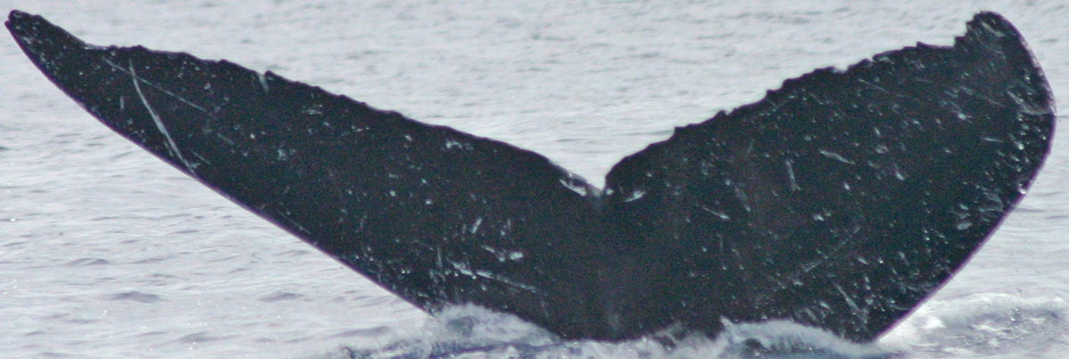 Fluke of TDI-19910