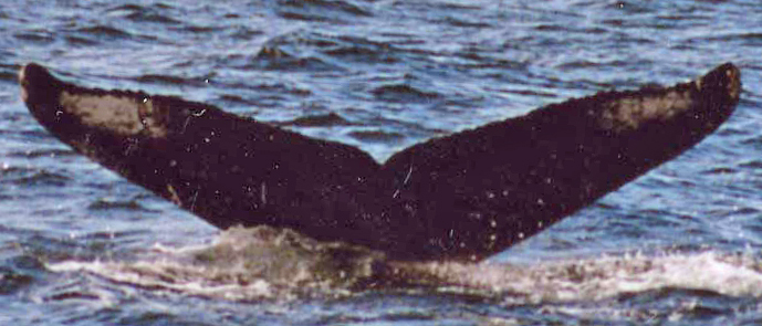 Fluke of Tricky