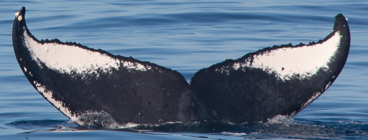 Fluke of HW-MN0410343