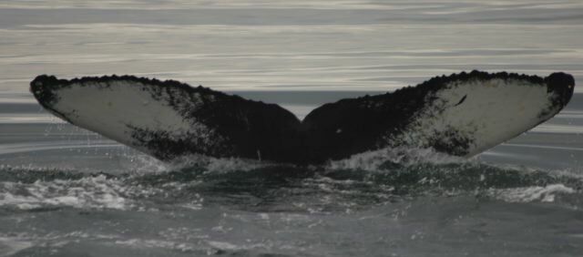 Fluke of HW-MN0410311