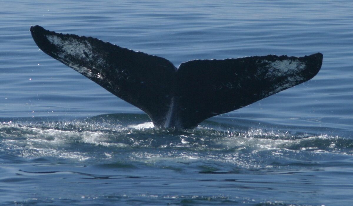 Fluke of HW-MN0410062
