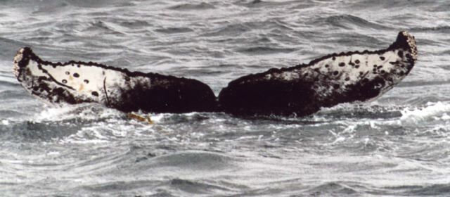 Fluke of Leopard
