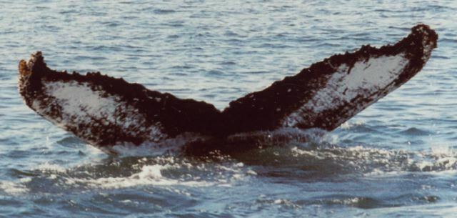 Fluke of Chinook (Kachemak Bay)