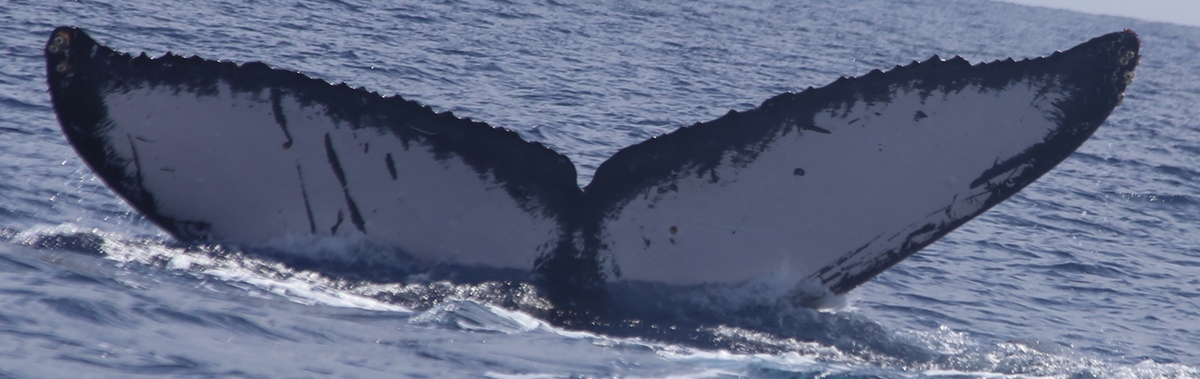 Fluke of Hi (Kachemak Bay)