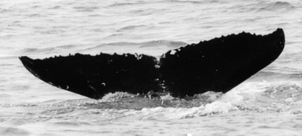 Fluke of Winky (Gulf of Alaska)