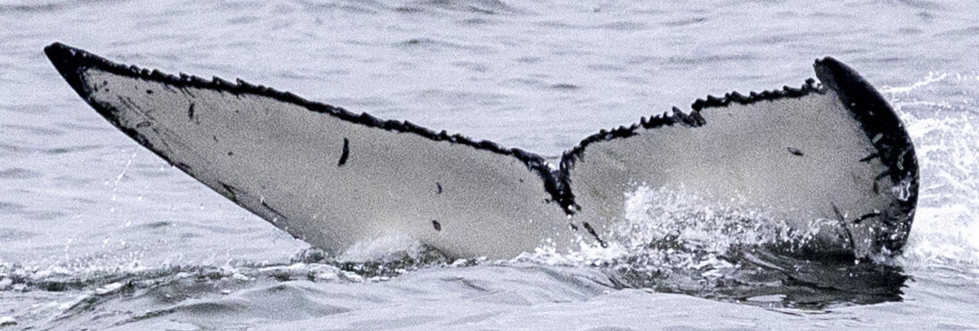 Fluke of Jokul (BC)