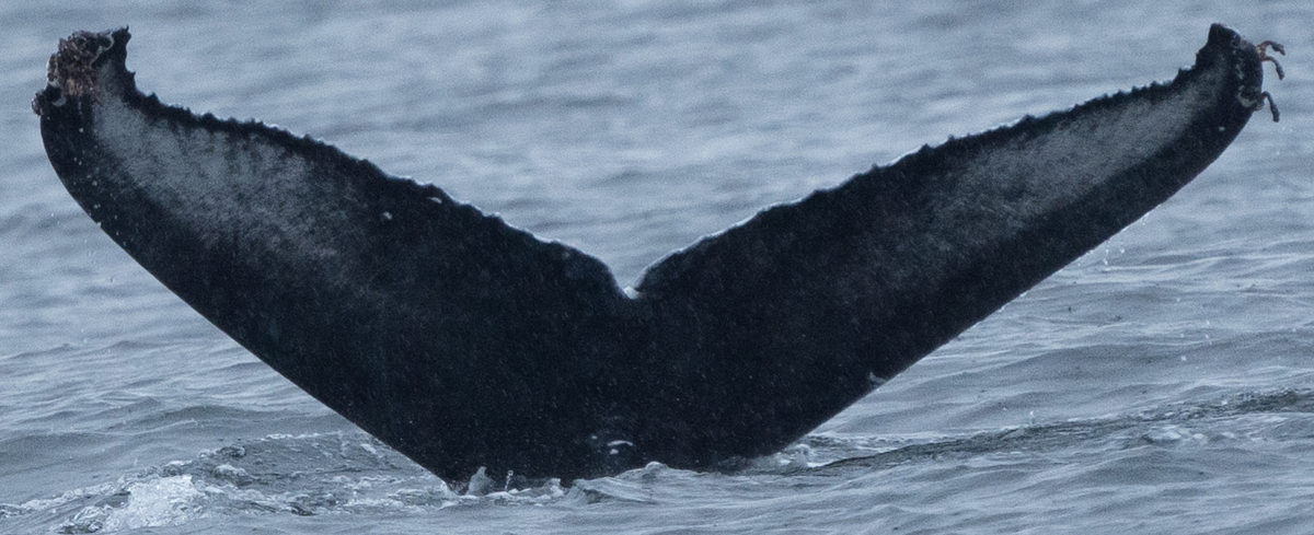 Fluke of FM (Husavik)
