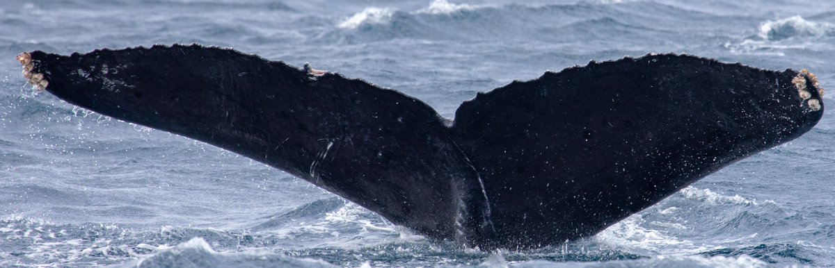 Fluke of HW-MN0444806