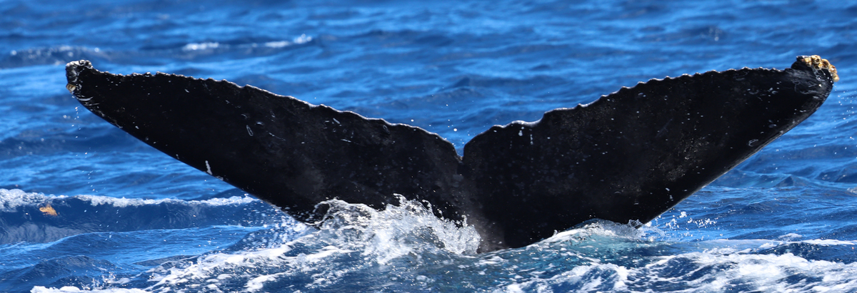 Fluke of HW-MN0444807