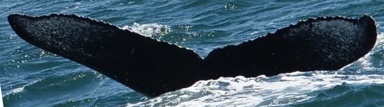 Fluke of CRC-22666