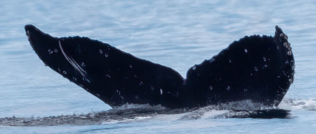 Fluke of CRC-22667