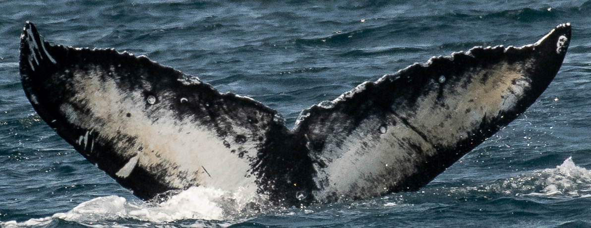 Fluke of Commander (BC)