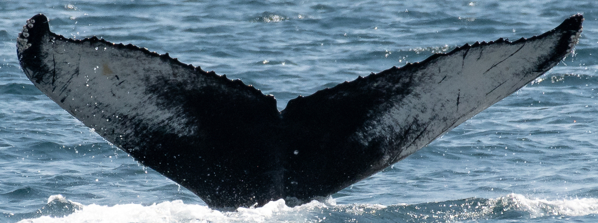 Fluke of CRC-22208