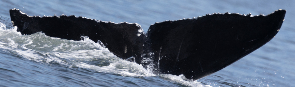 Fluke of CRC-22209