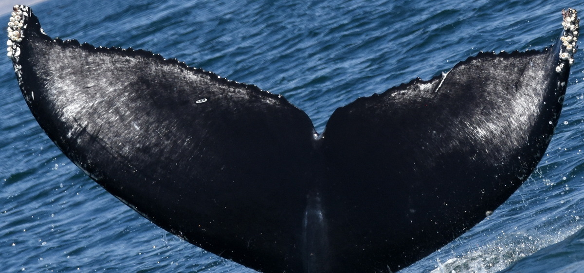 Fluke of CRC-22676