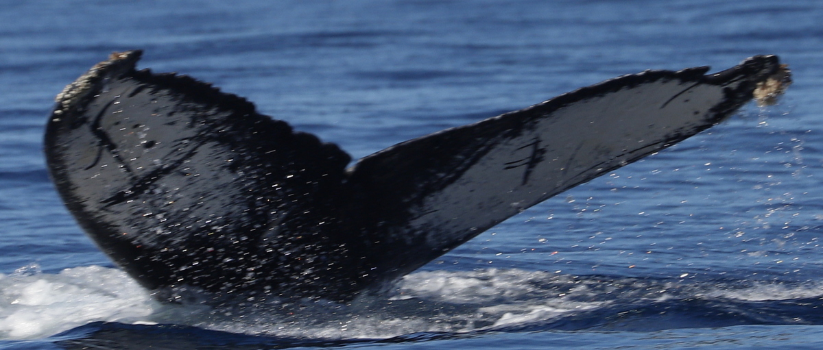 Fluke of HW-MN0524160
