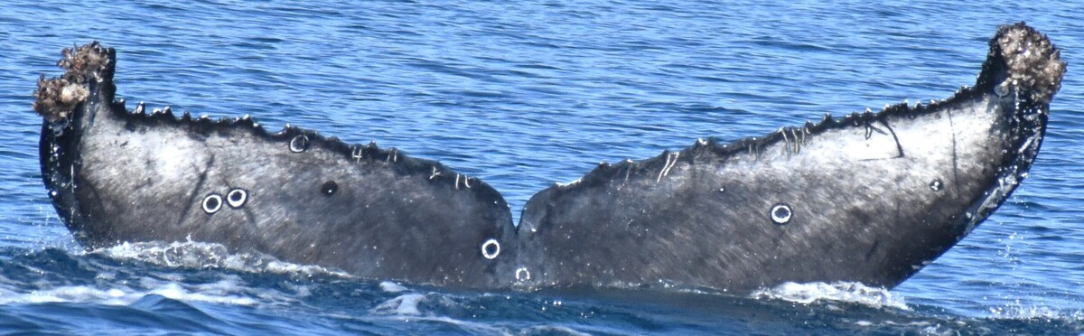 Fluke of CRC-22679